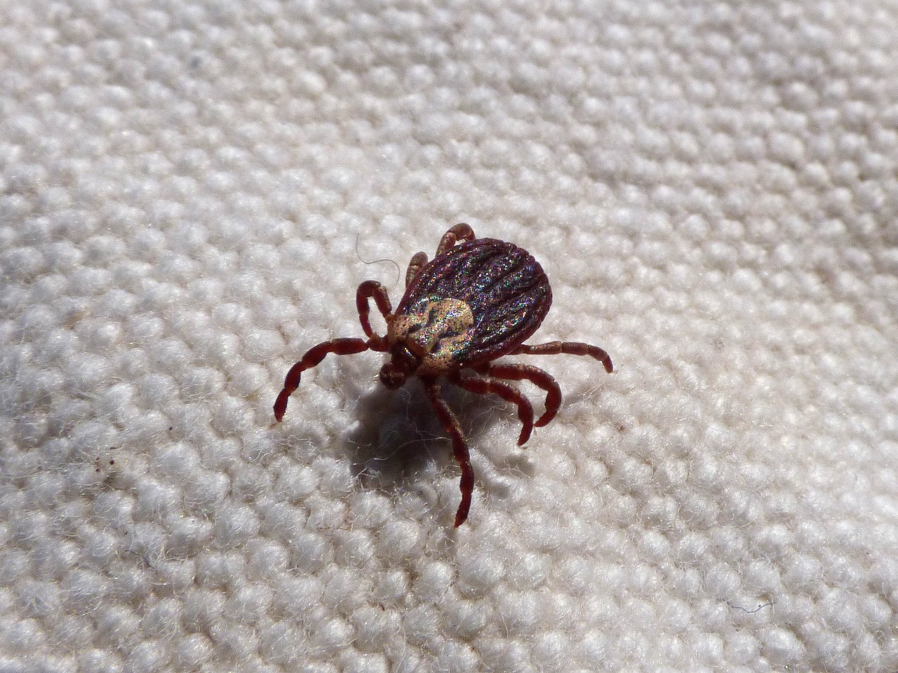 mite, tick, paparra-2151688.jpg